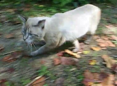 シャム猫? 1　R708
