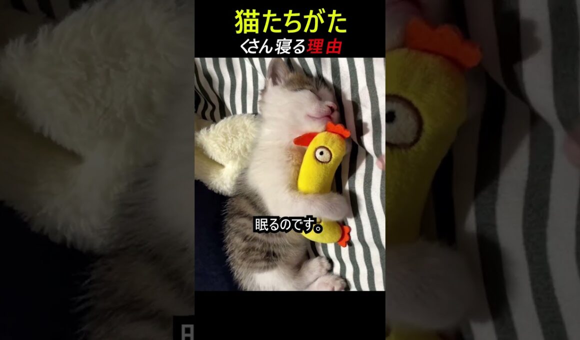 昼寝している猫