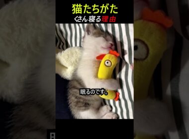 昼寝している猫