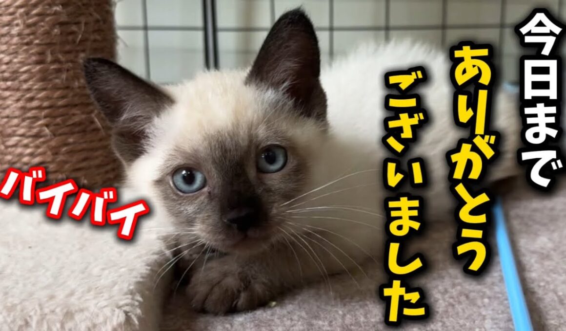 ゴミ捨て場に遺棄された子猫が幸せへと旅立ちました
