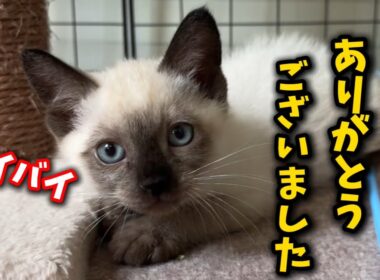 ゴミ捨て場に遺棄された子猫が幸せへと旅立ちました
