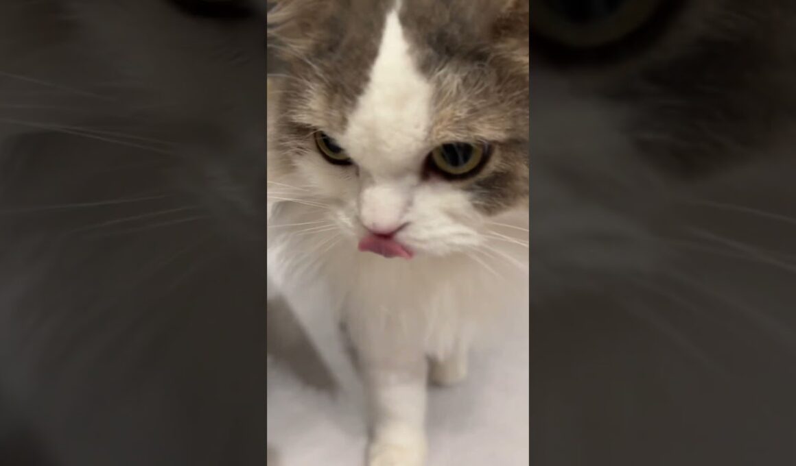 ずんずん迫ってくるねこさん。#cat #ねこ #猫 #スコティッシュフォールド