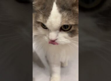 ずんずん迫ってくるねこさん。#cat #ねこ #猫 #スコティッシュフォールド