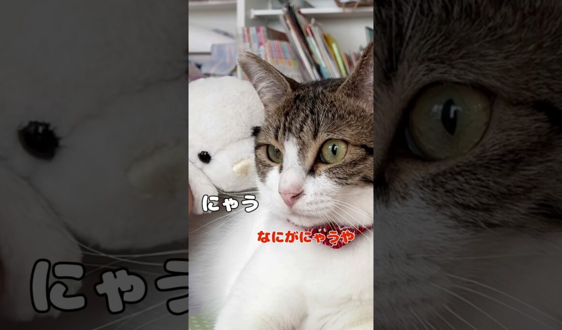 【保護猫】APTを歌う猫
