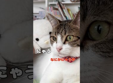 【保護猫】APTを歌う猫