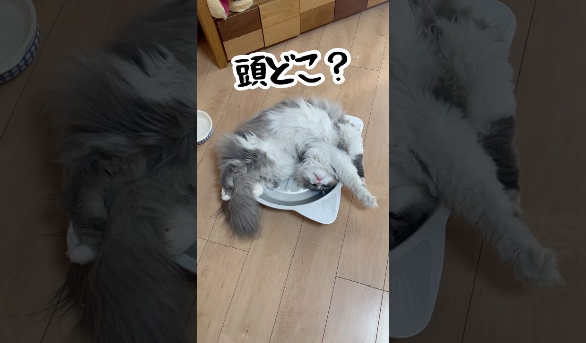 もふもふサイベリアンの長男、風太