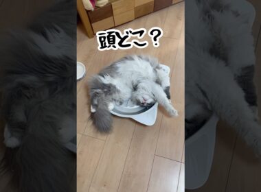 もふもふサイベリアンの長男、風太