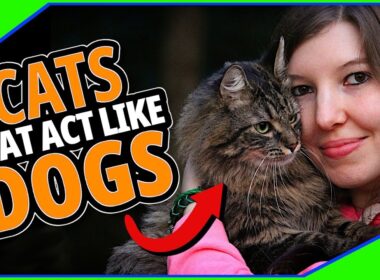 Top 10 Cat Breeds That Act Like Dogs - Cats 101