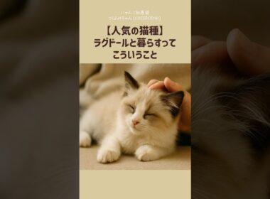 【人気の猫種】ラグドールと暮らすって、こういうこと