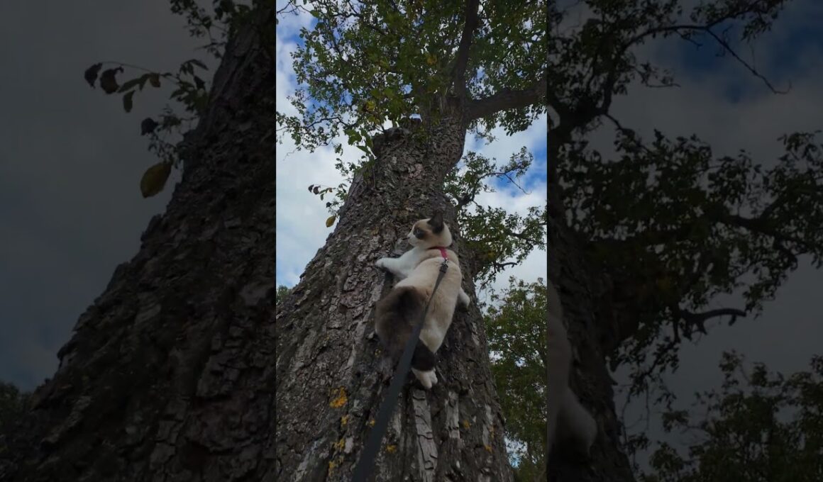 Cat Climbing Tree #snowshoe