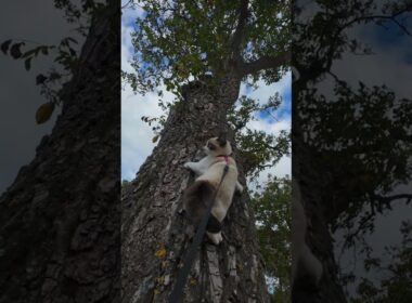 Cat Climbing Tree #snowshoe