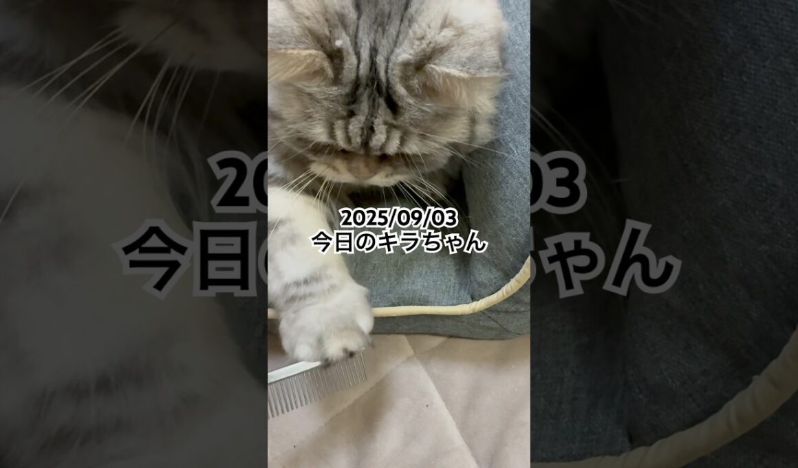 2025/09/03今日のキラちゃん #猫 #ラガマフィン #cat #猫のいる暮らし