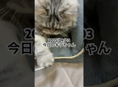 2025/09/03今日のキラちゃん #猫 #ラガマフィン #cat #猫のいる暮らし
