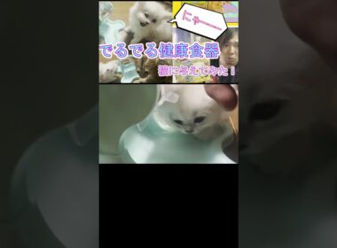 回してエサが出る！？【でるでる健康食器】をペルシャ猫の子猫に与えてみた！2　#shorts