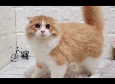 ペットショップ 犬の家 岡山店 「スコティッシュフォールド」「188914」