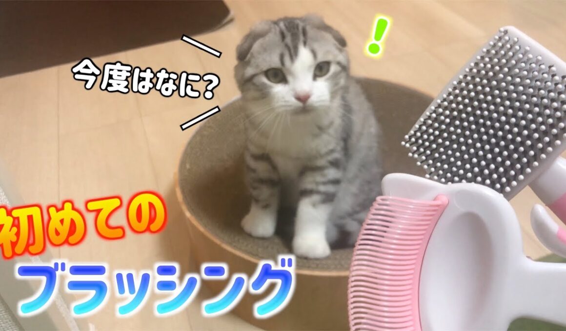 子猫の初めてのブラッシングがこちらです【スコティッシュフォールド】