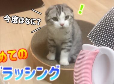 子猫の初めてのブラッシングがこちらです【スコティッシュフォールド】