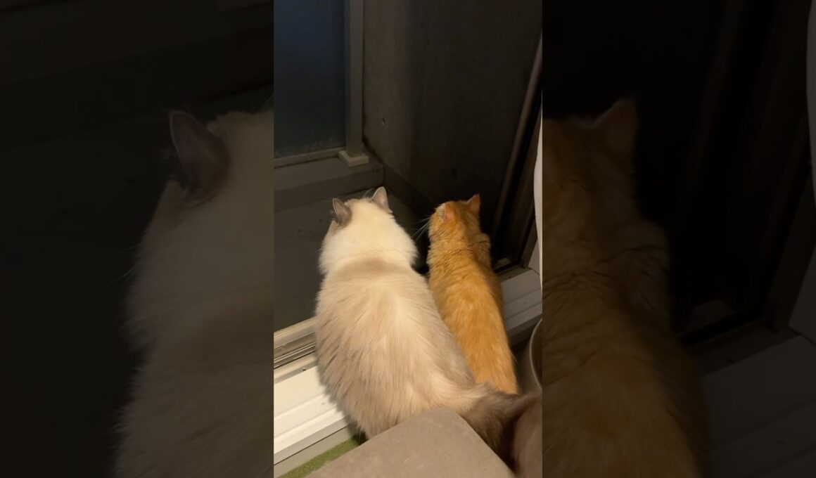 仲良しなことで😄 #funny #pets #cat #猫 #ベル #ラグドール #コロ #ラガマフィン #shorts #多頭飼い