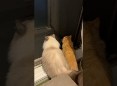 仲良しなことで😄 #funny #pets #cat #猫 #ベル #ラグドール #コロ #ラガマフィン #shorts #多頭飼い
