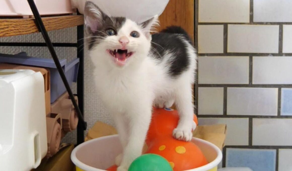かわいい鳴き声で子猫が部屋を探索する【赤ちゃん猫　保護猫】
