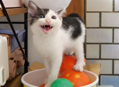 かわいい鳴き声で子猫が部屋を探索する【赤ちゃん猫　保護猫】