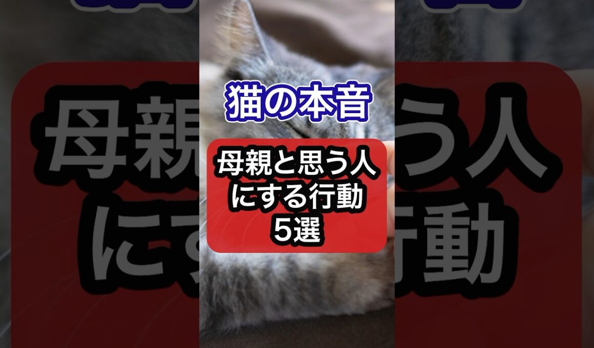 猫が最愛の人にしか見せない仕草10選を獣医師が解説　#猫 #猫のいる暮らし #保護猫 #ねこ #ネコ #cat