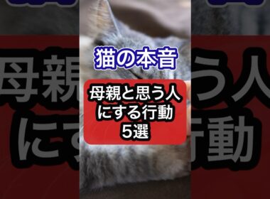 猫が最愛の人にしか見せない仕草10選を獣医師が解説　#猫 #猫のいる暮らし #保護猫 #ねこ #ネコ #cat