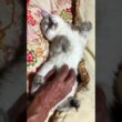 シャム猫の子ネコ雫。腹出して、ポーズ。おなか、こちょこちょしたら、可愛く鳴いた♥