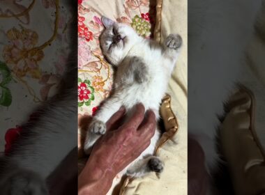 シャム猫の子ネコ雫。腹出して、ポーズ。おなか、こちょこちょしたら、可愛く鳴いた♥