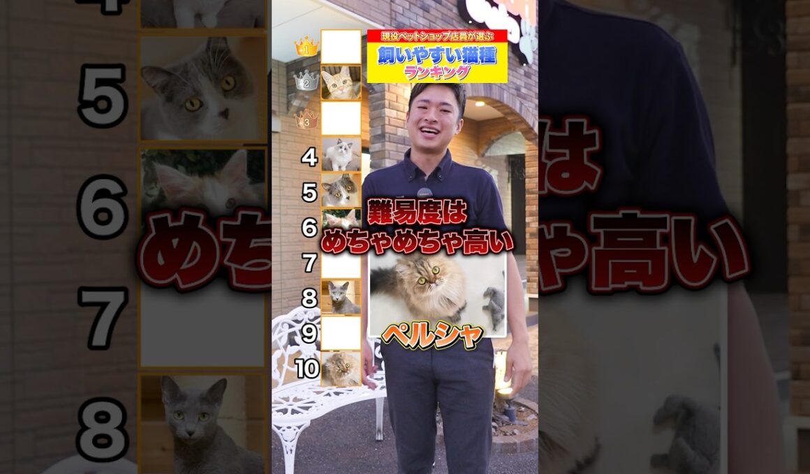 プロが選ぶ！飼いやすい猫種ランキングTOP10！　＃猫 ＃飼い方 ＃猫種 #ペットショップ