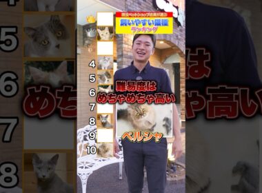 プロが選ぶ！飼いやすい猫種ランキングTOP10！　＃猫 ＃飼い方 ＃猫種 #ペットショップ