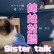 バーマン猫ウリとラフ【姉妹対談】Sister talk（バーマン猫）Birman/Cat