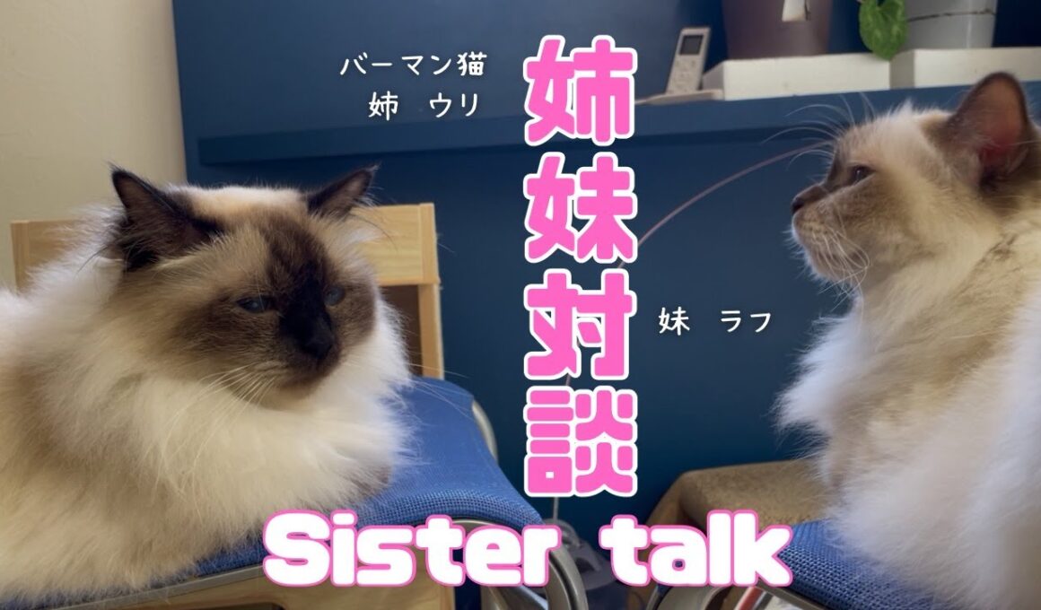 バーマン猫ウリとラフ【姉妹対談】Sister talk（バーマン猫）Birman/Cat