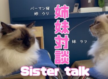 バーマン猫ウリとラフ【姉妹対談】Sister talk（バーマン猫）Birman/Cat