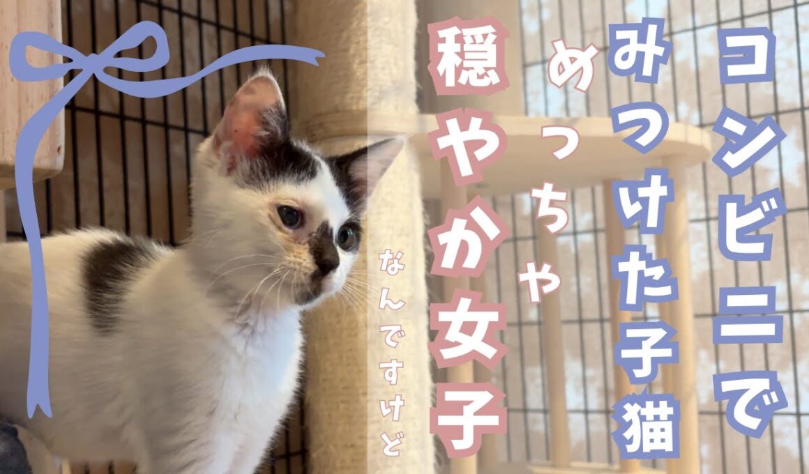 コンビニで発見した子猫を保護して2日目。名前が決まりました