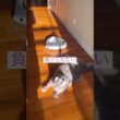 今朝のカールくん #ねこ動画 #アメリカンカール #shortsvideos