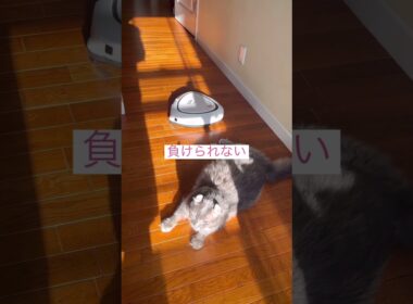 今朝のカールくん #ねこ動画 #アメリカンカール #shortsvideos