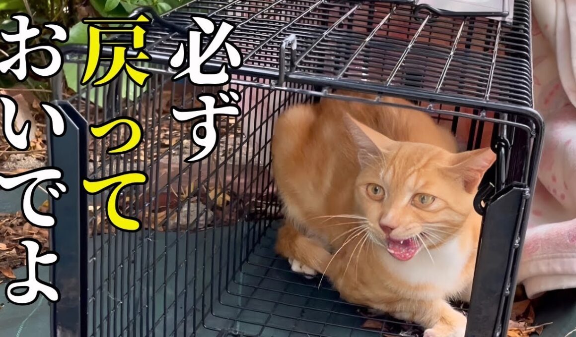 野良猫を去勢してリリースした結果が嬉しすぎた！【TNR】
