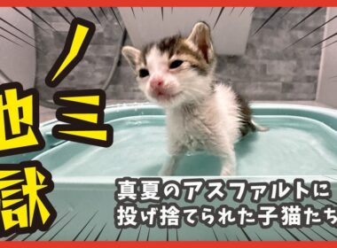 【ノミ地獄】真夏に捨てられた子猫、初めてのお風呂がヤバい・・