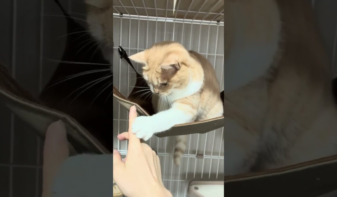 ハンモックでまったり🐾マンチカン猫と手遊びタイム　Relaxing in the Hammock 🐾 Playtime with My Munchkin Cat #cat #LifeWithCats