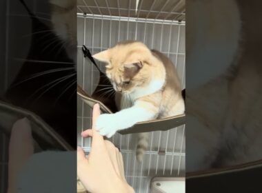 ハンモックでまったり🐾マンチカン猫と手遊びタイム　Relaxing in the Hammock 🐾 Playtime with My Munchkin Cat #cat #LifeWithCats