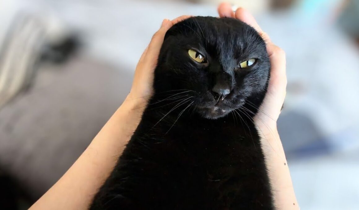 耳を触られると鳴いちゃう黒猫