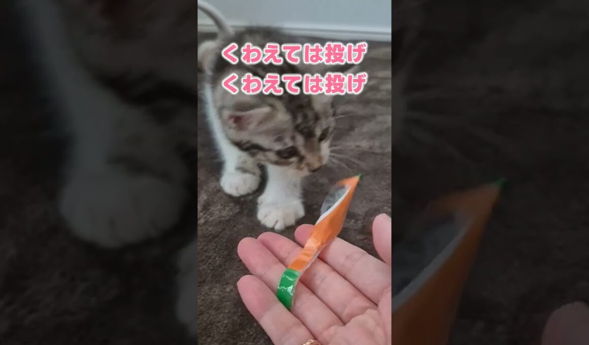 子猫にとったらゴミでも遊び道具