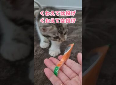 子猫にとったらゴミでも遊び道具
