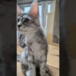 シルバーの素敵なメインクーンのぶちゃん