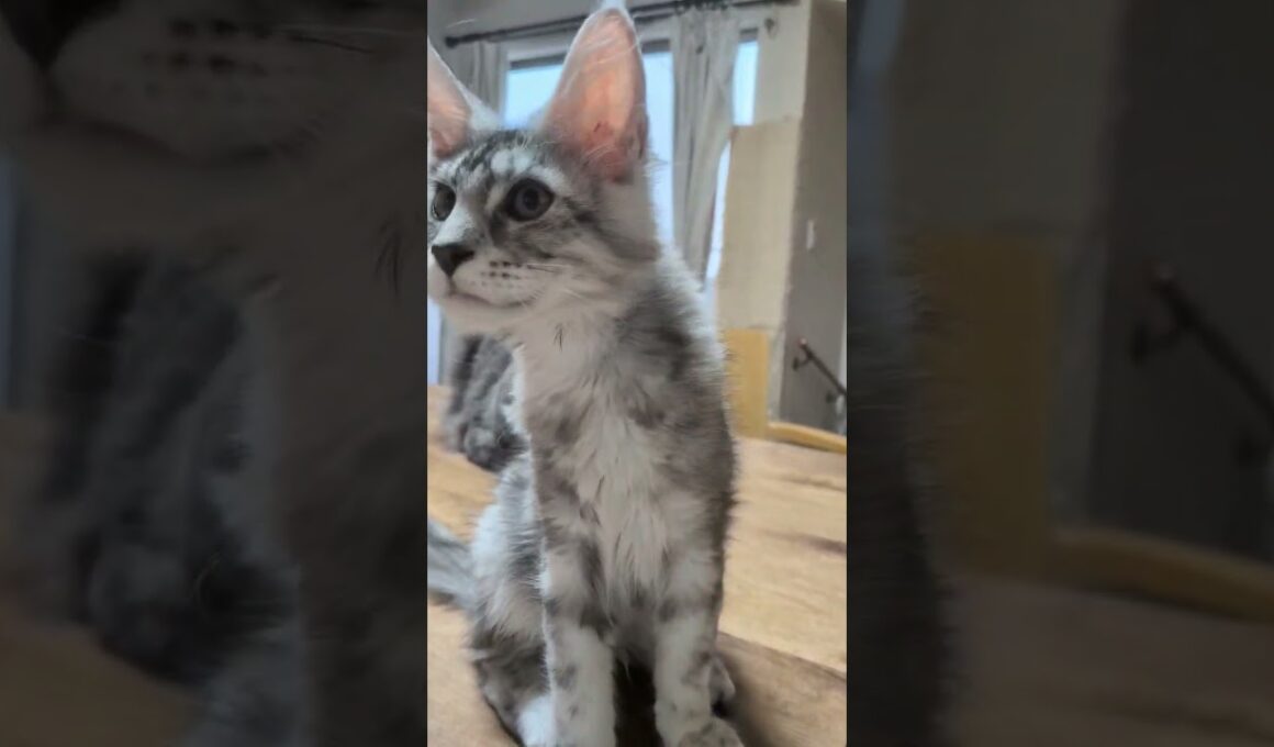 シルバーの素敵なメインクーンのぶちゃん