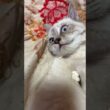 キジシロのルルに、なす術なく、ナメナメされるシャム猫の子ネコ雫ちゃんの顔がw
