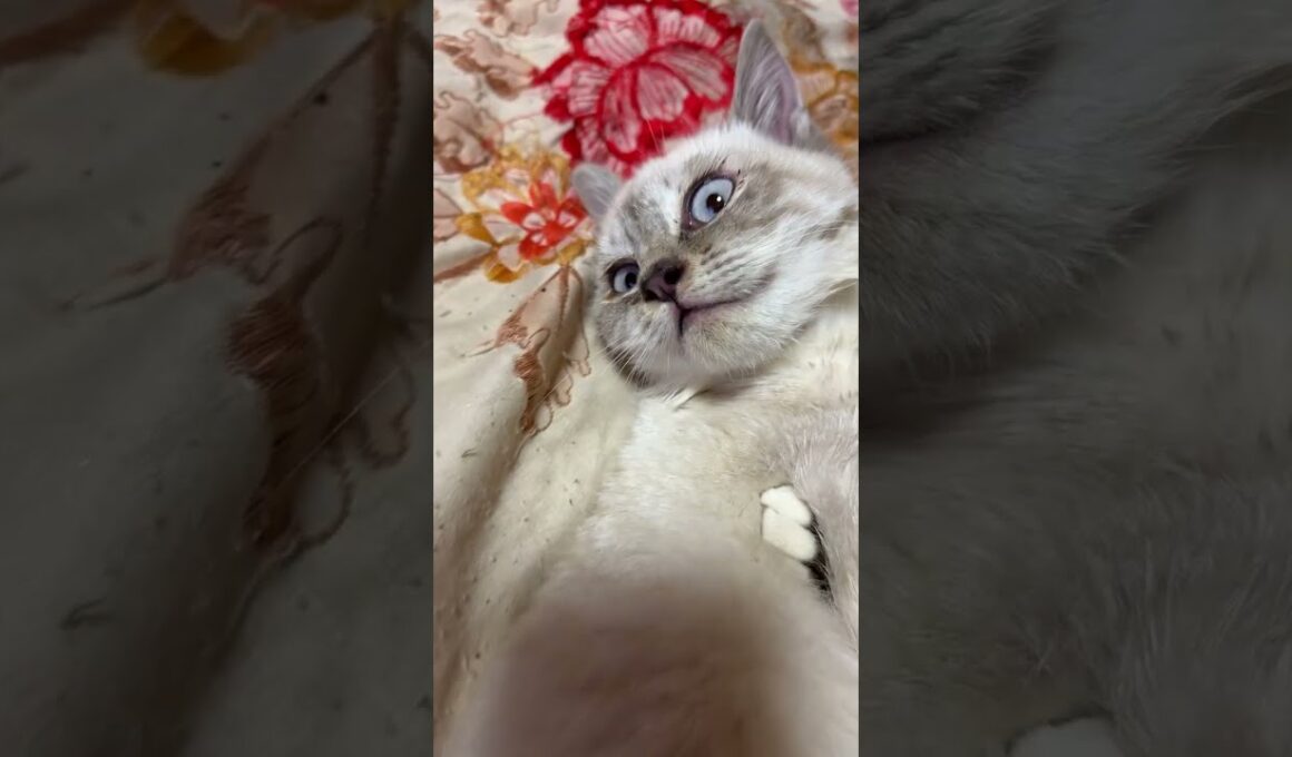 キジシロのルルに、なす術なく、ナメナメされるシャム猫の子ネコ雫ちゃんの顔がw