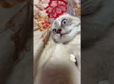 キジシロのルルに、なす術なく、ナメナメされるシャム猫の子ネコ雫ちゃんの顔がw