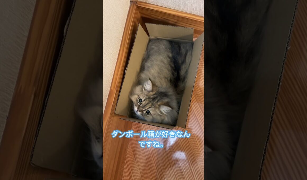 ダンボール箱が好きな猫＃ペルシャ猫＃猫＃cat
